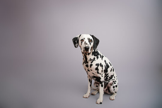 Close-up portrait of a purebred dalmatian puppy sitting in front of a grey background