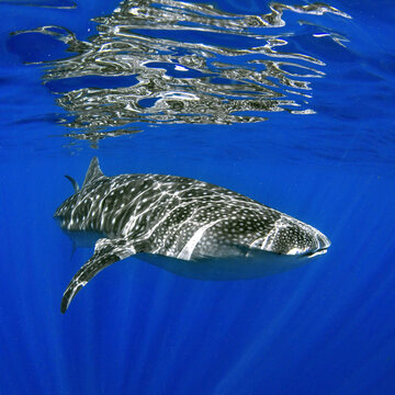 Close-up of a Whale Shark (Rhincodon typus) swimming at the surface of the Pacific Ocean, Hawaii, USA