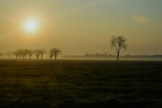 Mulberry trees growing in a field in the Po Valley at sunrise, Lobbi, Alessandria, Piedmont, Italy