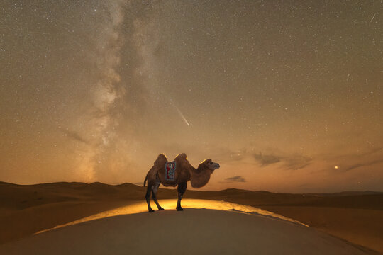 Milky way over the Side view of a Bactrian camel sanding on a sand dune in the desert, Mongolia