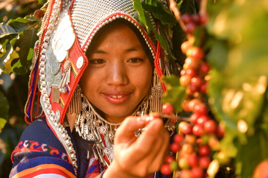 Close-up portrait of an Akha woman in traditional clothing picking coffee cherries from a bush in the mountains