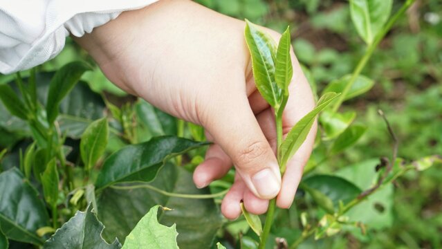 A woman's hand picking tea leaves buds in the morning in a tea plantation 