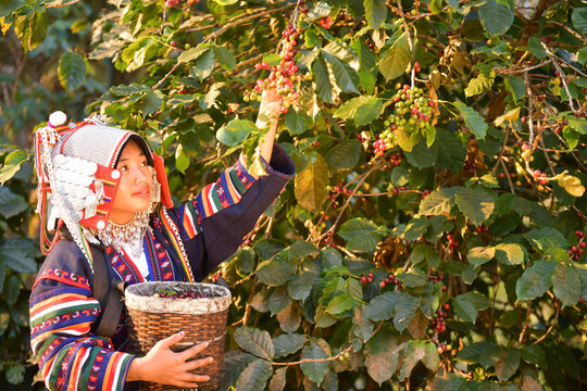 Side view of an Akha woman in traditional clothing picking coffee cherries from a bush in the mountains
