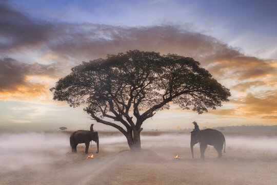 Side view of two Mahouts sitting on elephants facing each other with a tree between them, Surin, Thailand