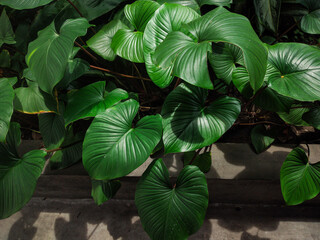 Green leaves in the garden. Lush Tropical Green Leaves Background - Top View Close-up of Heart-Shaped Foliage in a Dense Garden


