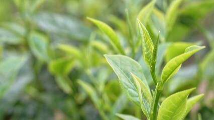 Fototapeta premium View of Green tea buds and leaves at early morning on tea plantation