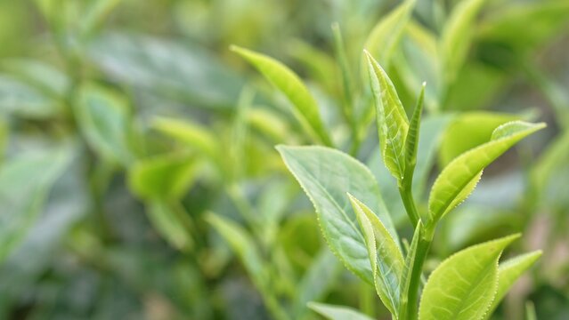 View of Green tea buds and leaves at early morning on tea plantation