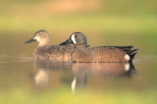 Close-up side view of Two wild blue-winged teal (Spatula discors) swimming across a tranquil lake, Florida, USA