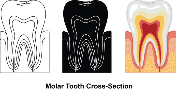 Molar tooth cross-section diagrams showing anatomy in outline silhouette and detailed color illustration isolated on white background for dental education