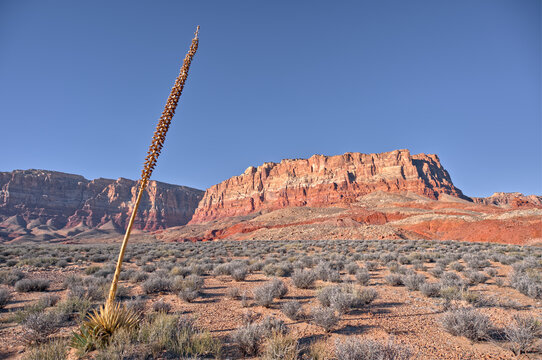 Agave Flower Stalk growing in the desert and the Paria Plateau viewed from Soap Creek Mesa, Vermilion Cliffs National Monument, Arizona, USA