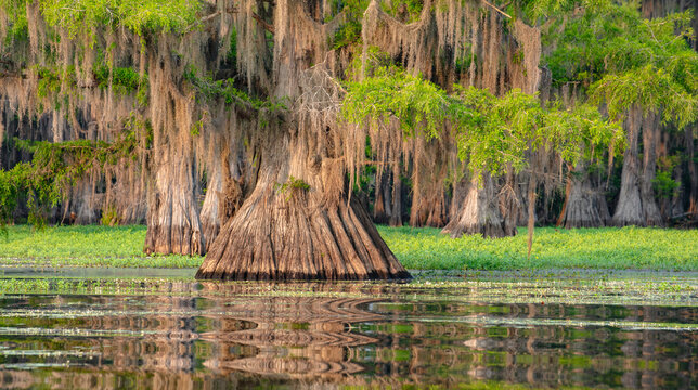 The large buttress of a Bald Cypress tree reflects in the waves on Caddo Lake.