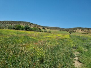 Obraz premium A charming spring scene of green hills with yellow and red flowers
