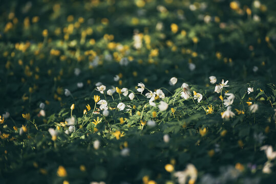 White anemone flowers growing in spring forest, natural seasonal background