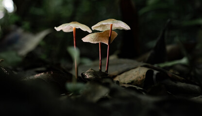 Fototapeta premium Hongos silvestres de tallo delgado creciendo entre hojas secas en bosque tropical