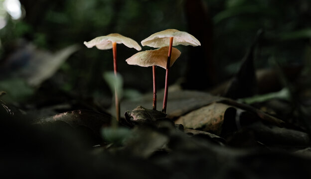 Hongos silvestres de tallo delgado creciendo entre hojas secas en bosque tropical