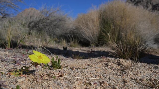  Human and dog just miss stepping on Mojave suncup desert flower.