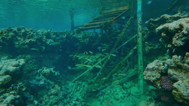 Approaching to dilapidated old pier with a gangway on top of a reef crest, many colorful tropical fish are hiding under the walkway. 
