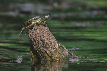 Turtle relaxing on a stump with legs streched