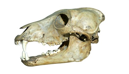 A side profile of a weathered animal skull is shown on a white background. The bony structure includes teeth and eye sockets