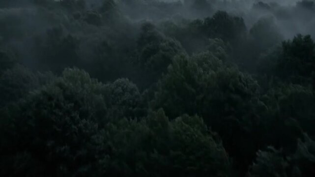 An 8-second slow aerial glide over a vast, dense, dark green forest blanketed in thick, rolling mist. The canopy surface appears rugged and mysterious under the low, diffused light, evoking an intens
