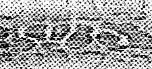 Snakeskin pattern imitation. Lines and spots structural texture. Cool and artsy faux leather background. Abstract vector illustration. Black isolated on white. EPS10