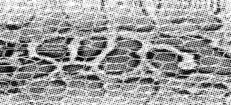 Snakeskin pattern imitation. Lines and spots structural texture. Cool and artsy faux leather background. Abstract vector illustration. Black isolated on white. EPS10