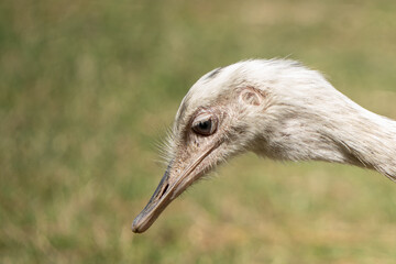 close up of an emu