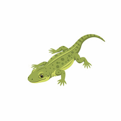 Fototapeta premium Green Lizard Cartoon
