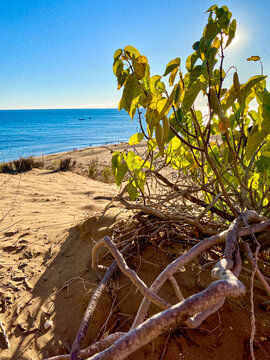 Mediterraner Strand mit Sonne, kleinem Strauch und Mittelmeer