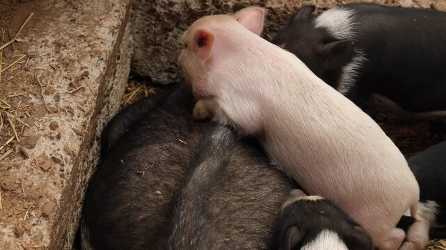 newborn baby pigs