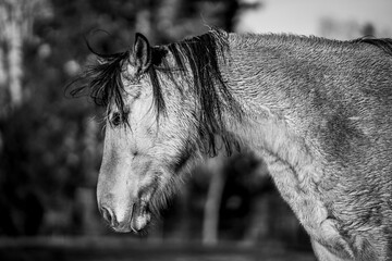 Black and white portrait of horse head with long flowing mane resting peacefully in pasture © PIC by Femke