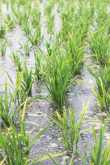 Young green rice plants in a flooded paddy field