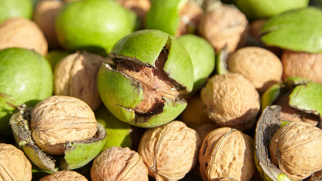 Fresh walnuts in various stages of ripeness, including green husks and brown shells, arranged on a surface with natural lighting highlighting their textures
