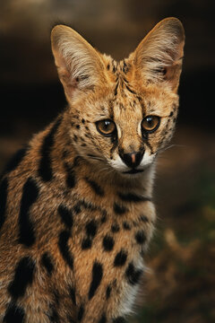 Serval (Leptailurus serval) Detail portrait
