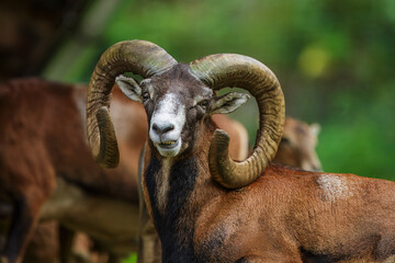 Majestic mouflon ram with large spiral horns standing in a natural forest habitat, portrait of a wild European sheep under soft daylight.