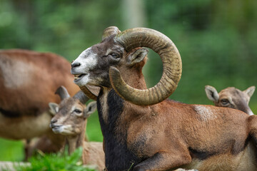 Obraz premium Majestic mouflon ram with large spiral horns standing in a natural forest habitat, portrait of a wild European sheep under soft daylight.
