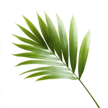 Bright green palm leaf isolated on white background, tropical plant and natural biotic growth concept