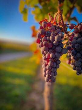 Weinreben mit gro&szlig;en Weintrauben in Rheinhessen