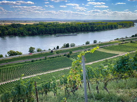 Weinberge bei Nierstein in Rheinhessen mit Rhein im Hintergru
