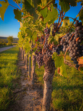 Weinreben mit gro&szlig;en Weintrauben in Rheinhessen