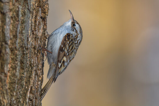 treecreeper in the wood