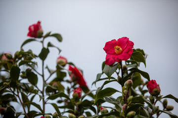 Fototapeta premium Flowering camellia bushes in the countryside near Truro, Cornwall UK.