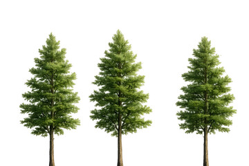 Three tall pine trees isolated on transparent background