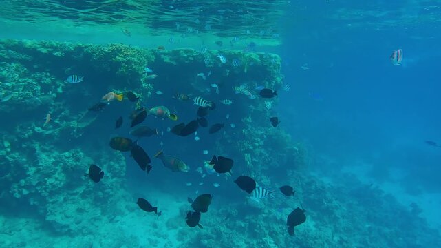 A mixed school of tropical fish of many different species swim together in the turquoise water below the surface near the coral reefs.