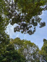Obraz premium Low angle view of lush green tree canopy against a blue sky