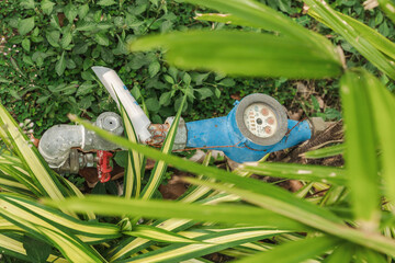 Obraz premium Water meter and metal pipe with red valve hidden in tropical garden vegetation in Thailand showing household water supply and utility connection in outdoor environment