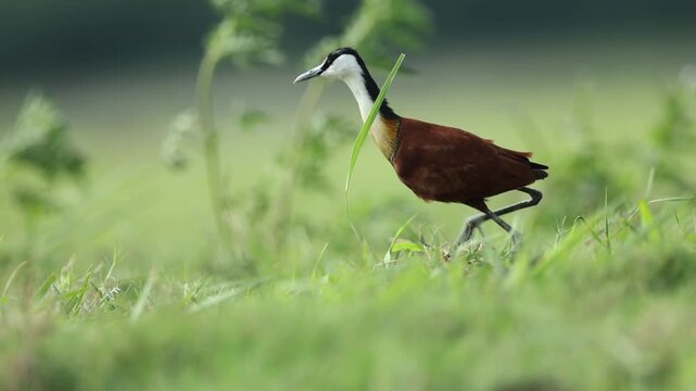 An African jacana walks through green grass while foraging for insects in a wetland area.