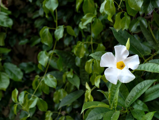 Obraz premium White flower blooming on green leaves background with copy space