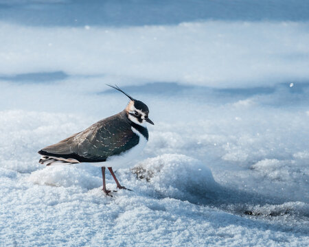 Lapwing, Vanellinae, by the water's edge and in flight in the snow at  Hauxley Nature reserve, Northumberland, January 2026