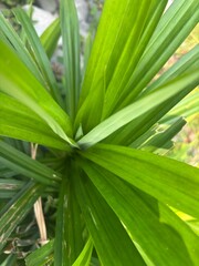 Fototapeta premium Close-up of Vibrant Green Pandan Leaf Texture and Structure